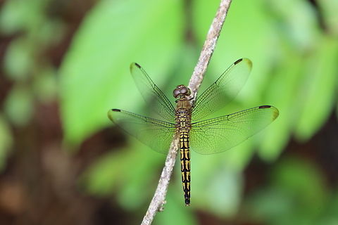 Female Straight-edge Red Parasol Dragonfly, Kuching Neurothemis terminata Indonesian Red-winged Dragonfly,Neurothemis terminata