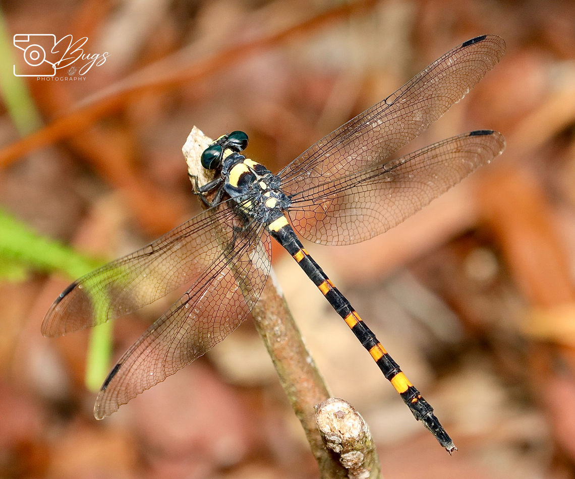 Forktail Dragonfly, Kuching Macrogomphus quadratus Forktail Dragonfly,Macrogomphus quadratus
