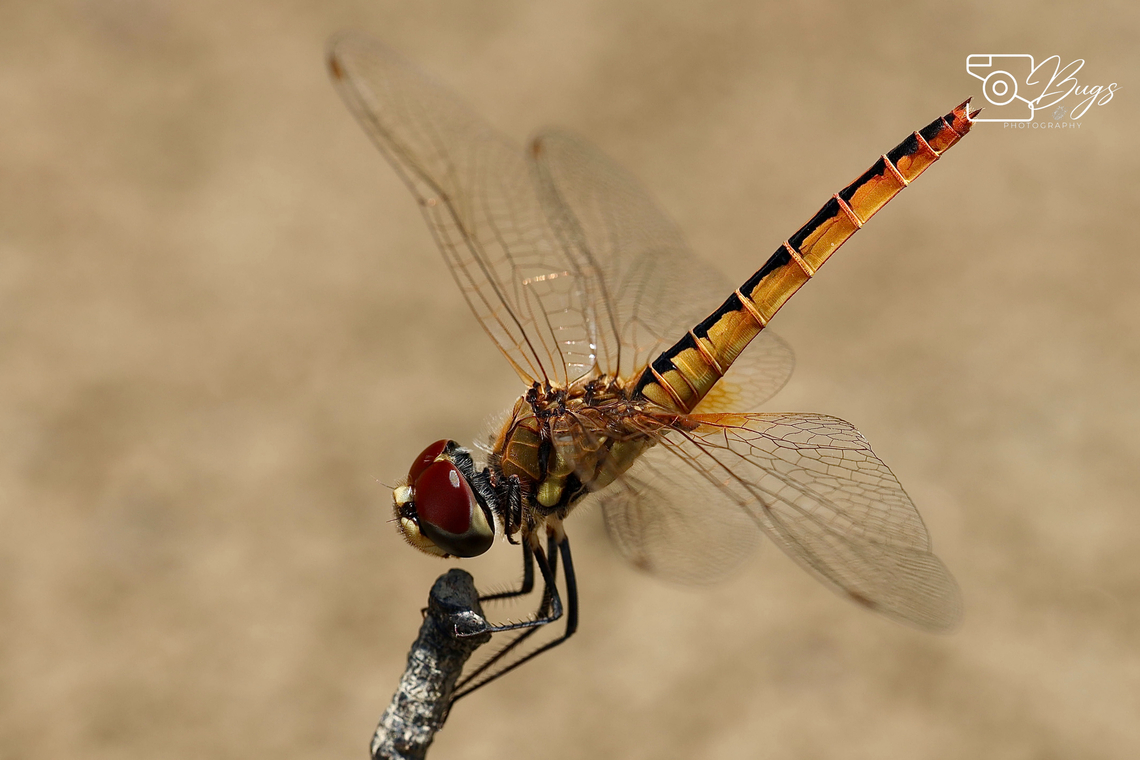 Wandering Pennant Dragronfly, Kuching Macrodiplax Cora Macrodiplax Cora,Wandering Pennant Dragronfly