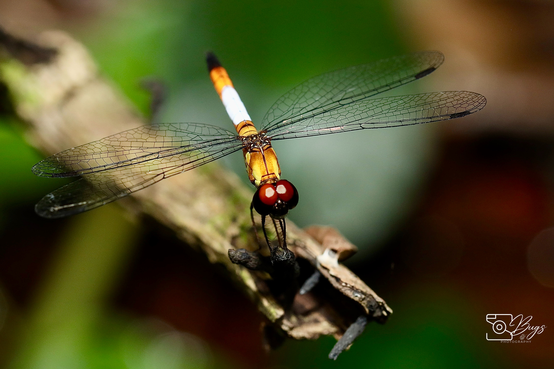Pixie Dragonfly, Kuching Brachygonia oculata Brachygonia oculata,Pixie