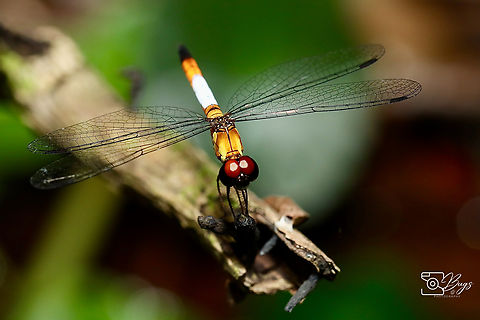 Pixie Dragonfly, Kuching Brachygonia oculata Brachygonia oculata,Pixie