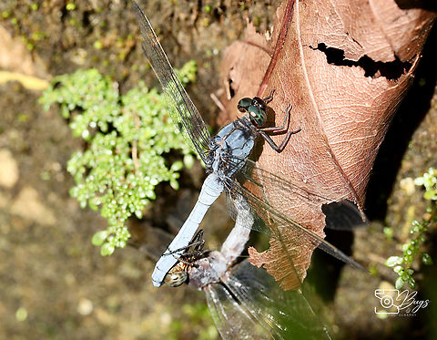 Mating pair of Blue Marsh Hawk Dragonfly, Kuching Orthetrum glaucum Blue Marsh Hawk,Orthetrum glaucum