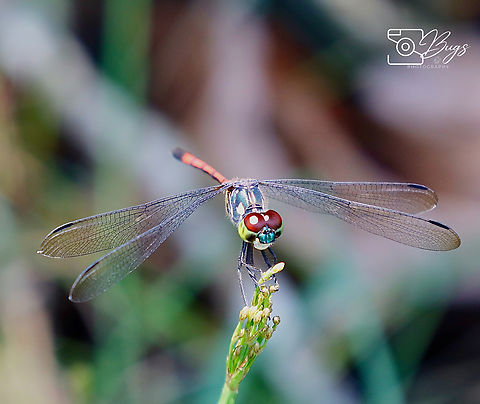 Grenadier Dragonfly, Kuching Agrionoptera insignis Agrionoptera insignis,Grenadier