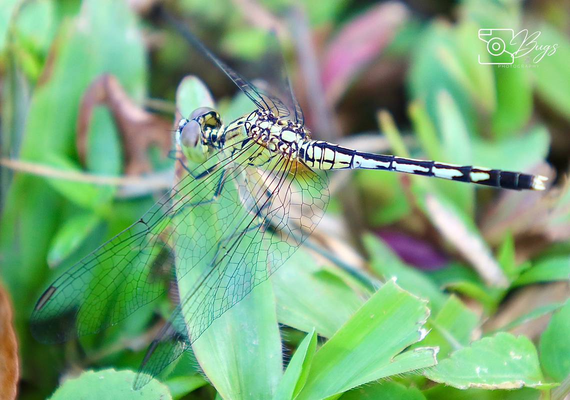 Female Chalky Percher or maybe is a juvenile male? Diplacodes trivialis Chalky Percher,Diplacodes trivialis