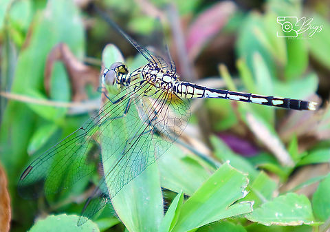 Female Chalky Percher or maybe is a juvenile male? Diplacodes trivialis Chalky Percher,Diplacodes trivialis