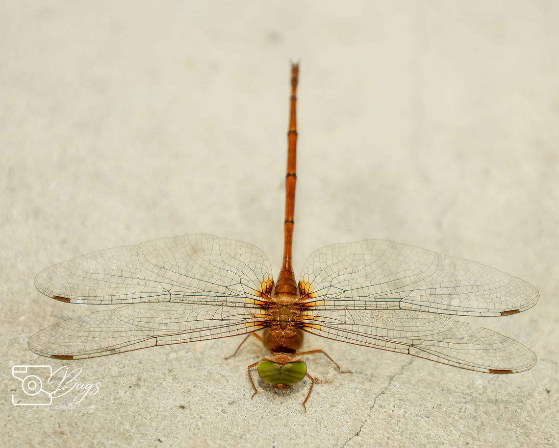 Dingy Dusk-darter Dragonfly, Kuching Zyxomma petiolatum Longtailed duskdarter,Zyxomma petiolatum