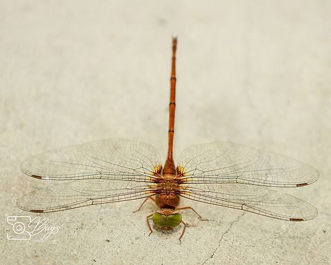 Dingy Dusk-darter Dragonfly, Kuching Zyxomma petiolatum Longtailed duskdarter,Zyxomma petiolatum