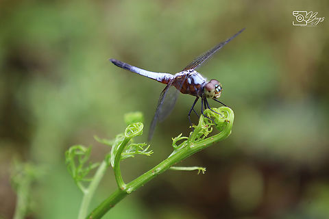 Oriental Blue Dasher Dragonfly, Kuching Brachydiplax chalybea Brachydiplax chalybea,Yellow-patched lieutenant