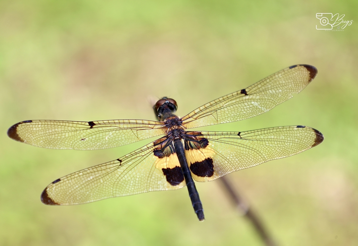 Yellow-striped Flutterer Dragonfly, Kuching Rhyothemis phyllis Rhyothemis phyllis,Yellow-striped Flutterer