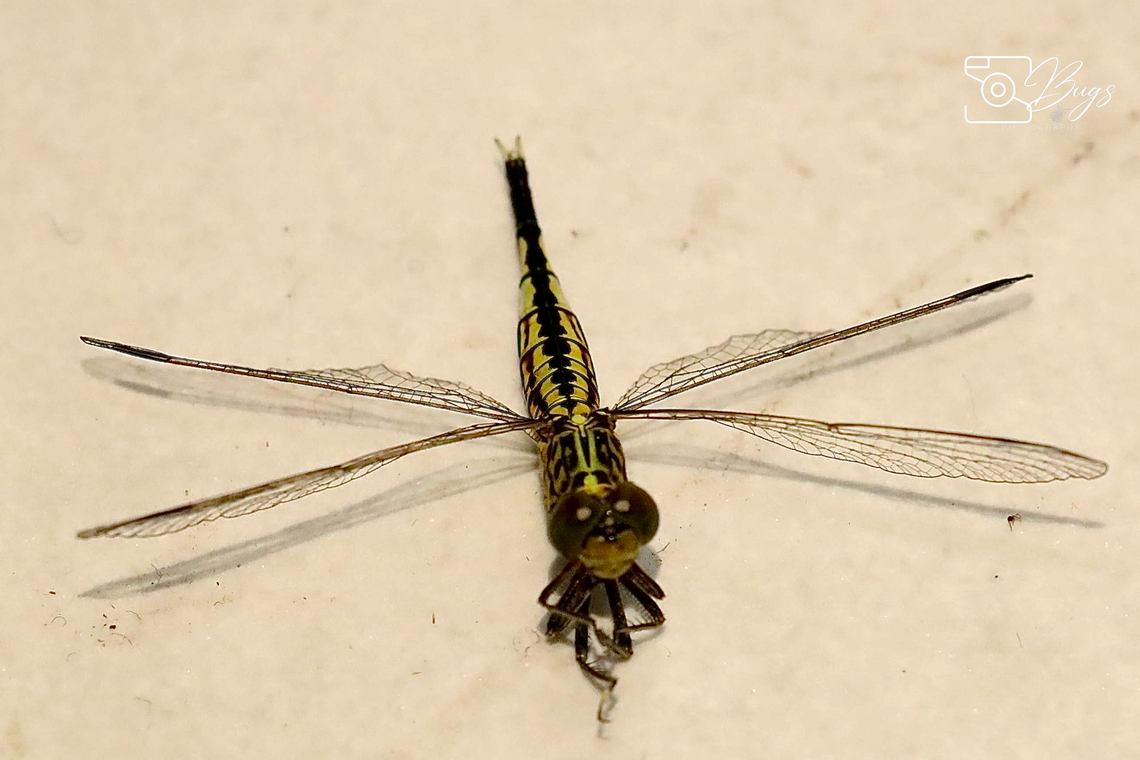 Grizzled Pintail Dragonfly, Kuching Acisoma panorpoides Acisoma panorpoides,Grizzled pintail