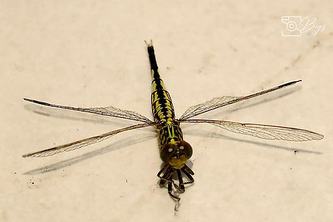 Grizzled Pintail Dragonfly, Kuching Acisoma panorpoides Acisoma panorpoides,Grizzled pintail