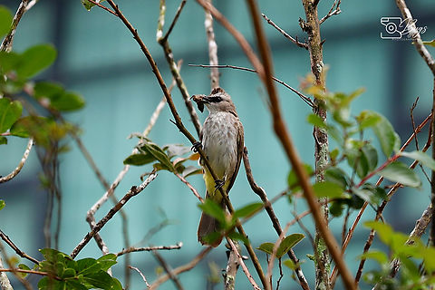 Yellow-vented Bulbul, Kuching Pycnonotus goiavier  Pycnonotus goiavier,Yellow-vented Bulbul