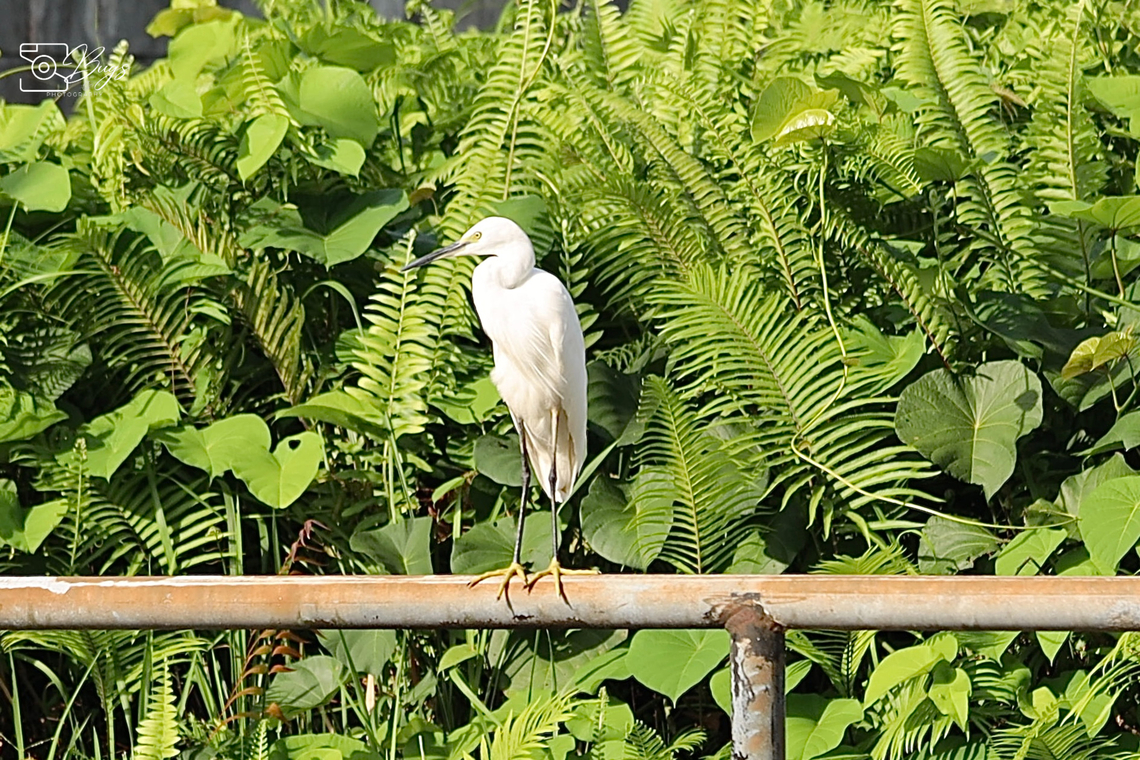 Little Egret, Kuching Egretta garzetta Egretta garzetta,Little Egret