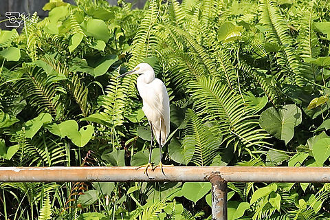 Little Egret, Kuching Egretta garzetta Egretta garzetta,Little Egret