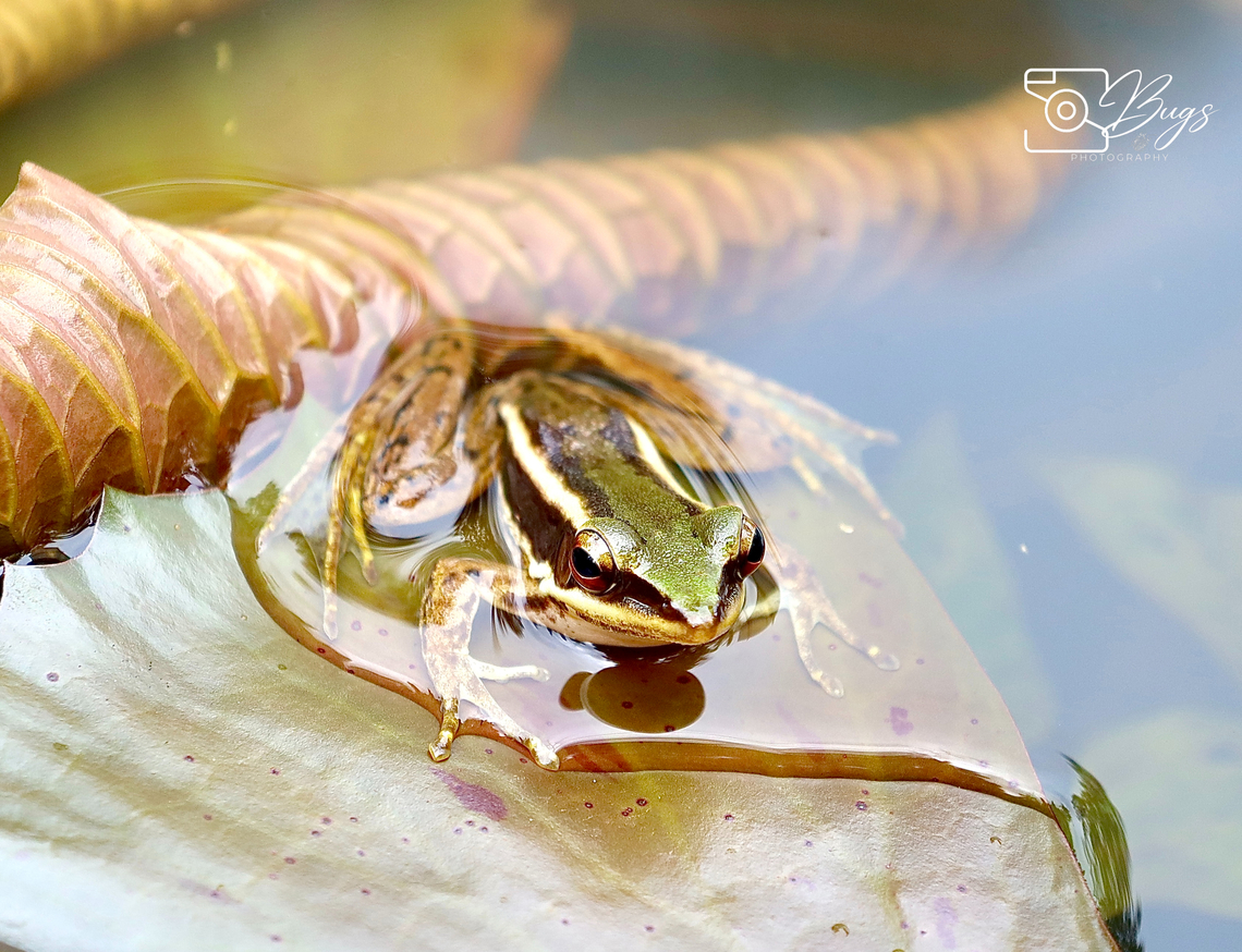 Green Paddy Frog, Kuching Hylarana erythraea Common green frog,Hylarana erythraea
