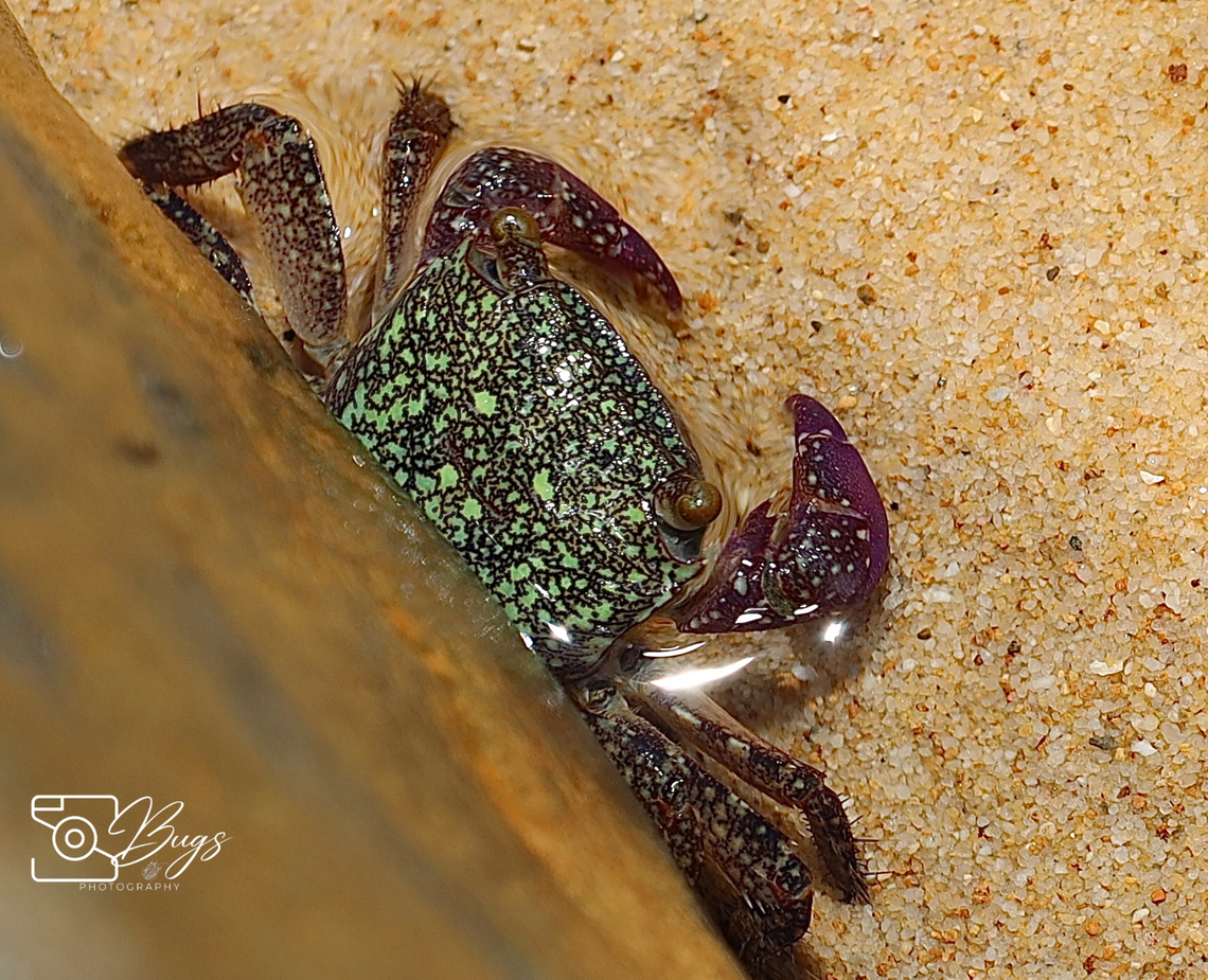 Purple Climber Crab, Kuching Metopograpsus frontalis Metopograpsus frontalis,Purple Climber Crab