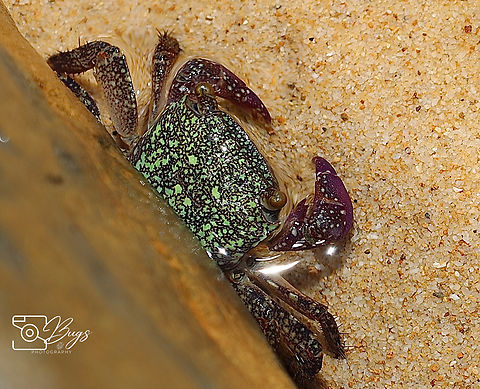 Purple Climber Crab, Kuching Metopograpsus frontalis Metopograpsus frontalis,Purple Climber Crab
