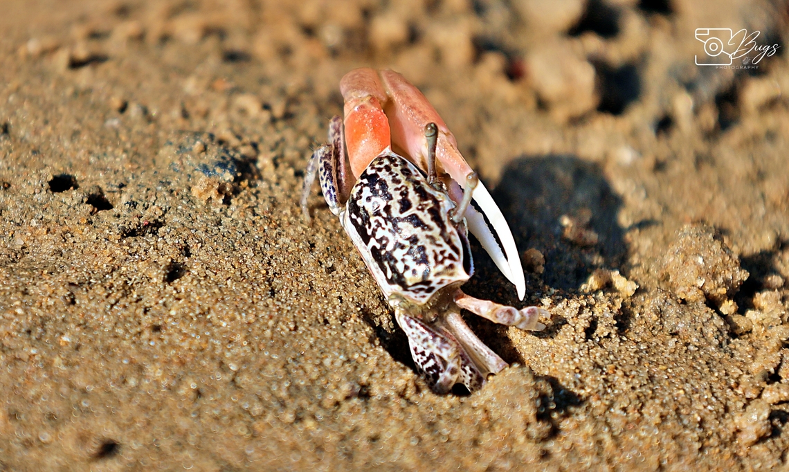 Ring-legged Fiddler Crab, Kuching Austruca annulipes Austruca annulipes,Ring-legged Fiddler Crab