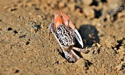 Ring-legged Fiddler Crab, Kuching Austruca annulipes Austruca annulipes,Ring-legged Fiddler Crab