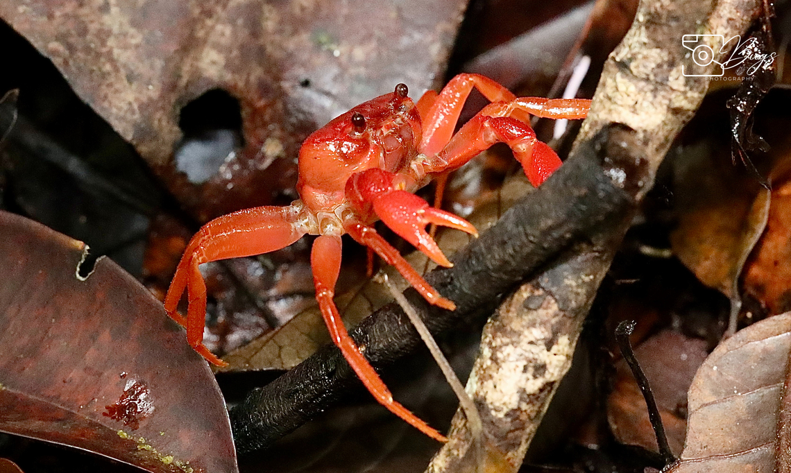 Rainforest Swamp Red Crab, Kuching Thelphusula cristicervix Thelphusula cristicervix