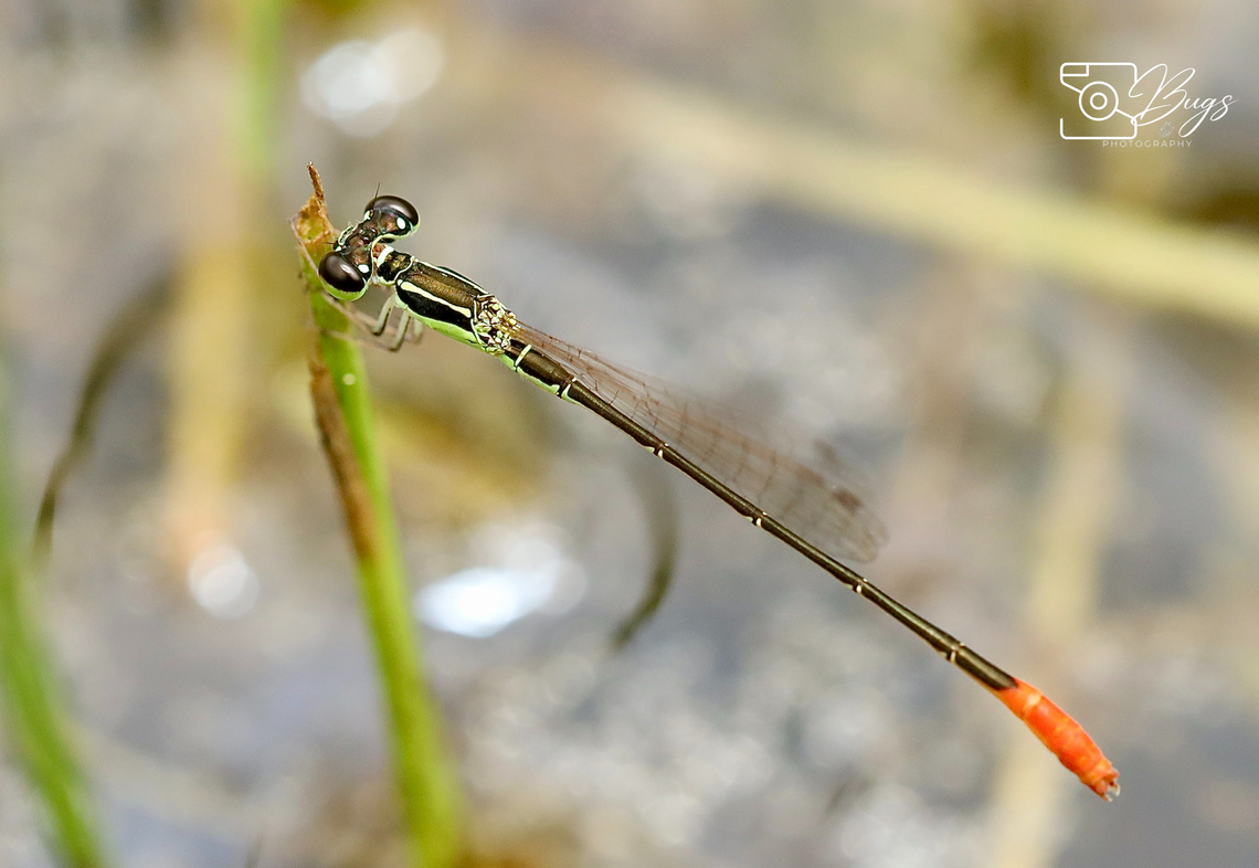 Male Variable Wisp, Kuching Agriocnemis femina Agriocnemis femina,Variable wisp