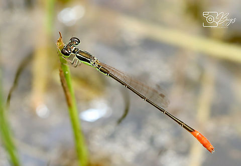 Male Variable Wisp, Kuching Agriocnemis femina Agriocnemis femina,Variable wisp