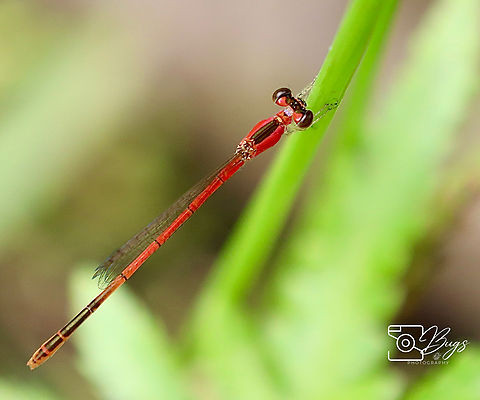 Female Variable Wisp, Kuching Agriocnemis femina Agriocnemis femina,Variable wisp