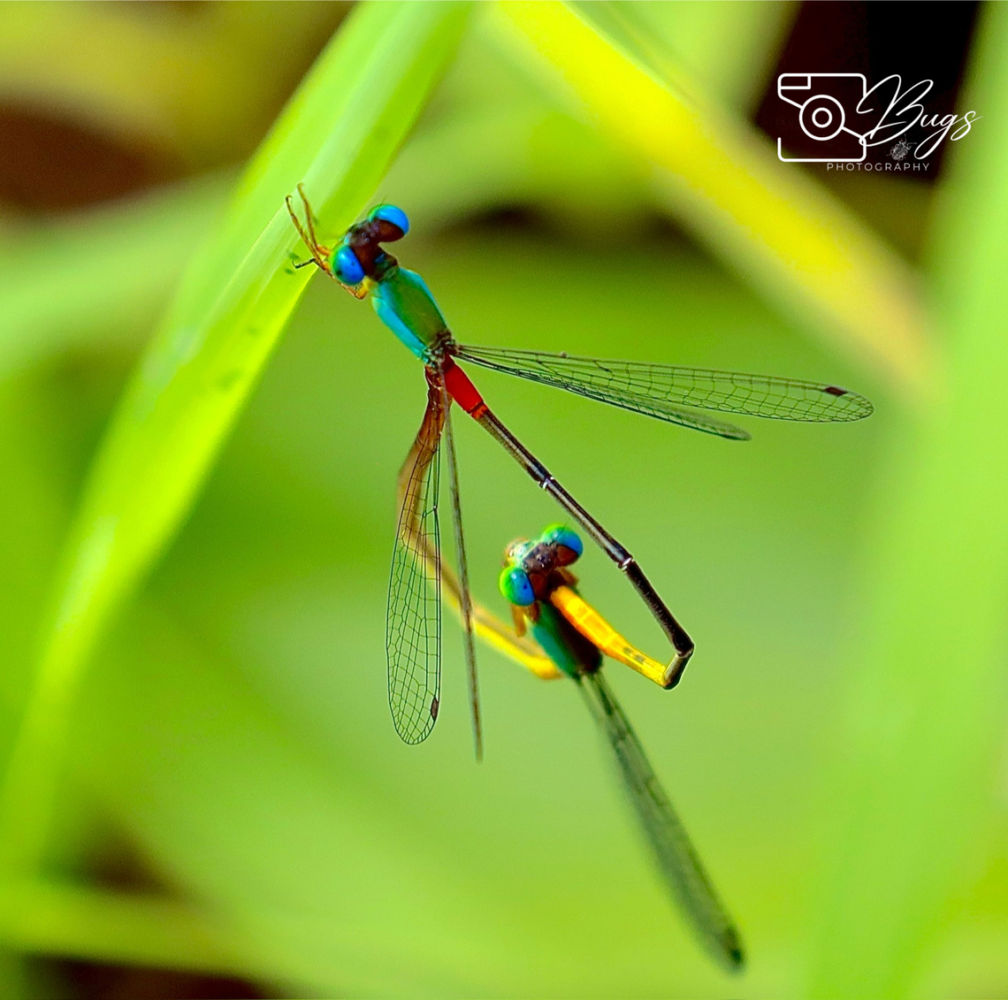 Mating pair of Orange-tailed Marsh Dart Damsel, Kuching Ceriagrion cerinorubellum Ceriagrion cerinorubellum,Orange-tailed Marsh Dart