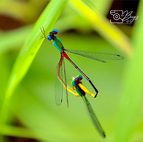 Mating pair of Orange-tailed Marsh Dart Damsel, Kuching Ceriagrion cerinorubellum Ceriagrion cerinorubellum,Orange-tailed Marsh Dart
