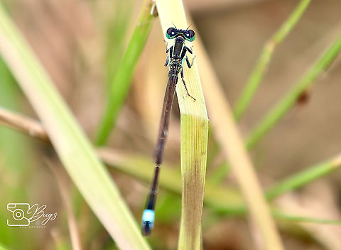 Male Common Bluetail Damsel, Kuching  Ischnura senegalensis Common Bluetail,Ischnura senegalensis