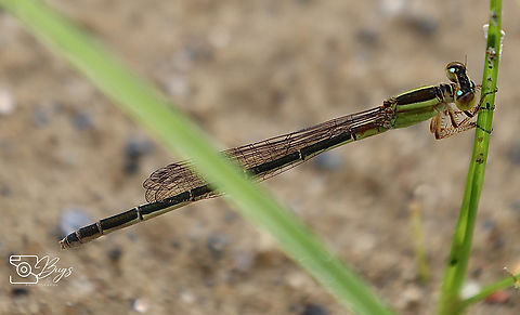Female Common Bluetail Damsel, Kuching  Ischnura senegalensis Common Bluetail,Ischnura senegalensis