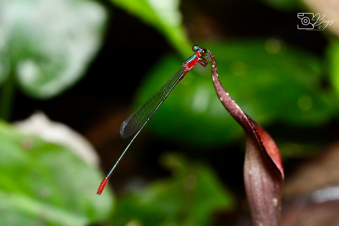 Red-tailed Sprite Damsel, Kuching Teinobasis ruficollis Red-tailed Sprite,Teinobasis ruficollis
