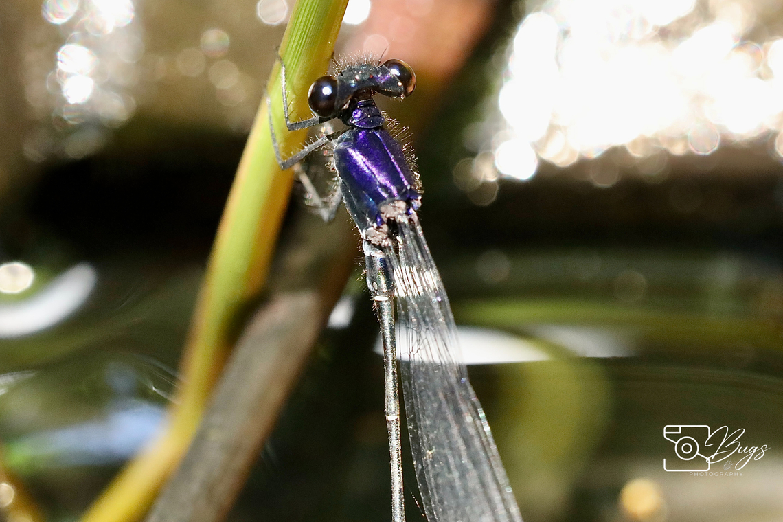 Male Marsh Dancer Damsel, Kuching Onychargia atrocyana Marsh dancer,Onychargia atrocyana
