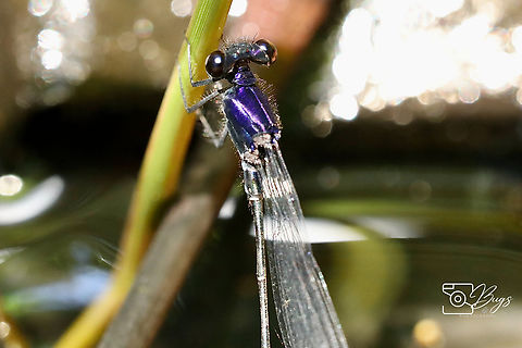 Male Marsh Dancer Damsel, Kuching Onychargia atrocyana Marsh dancer,Onychargia atrocyana