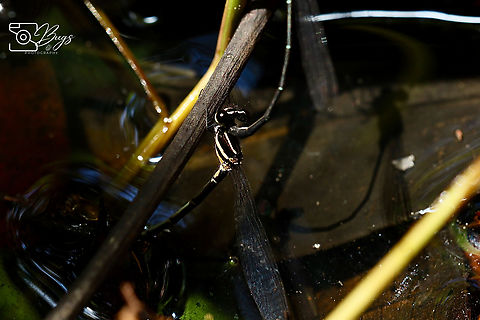 Female Marsh Dancer Damsel, Kuching Onychargia atrocyana Marsh dancer,Onychargia atrocyana
