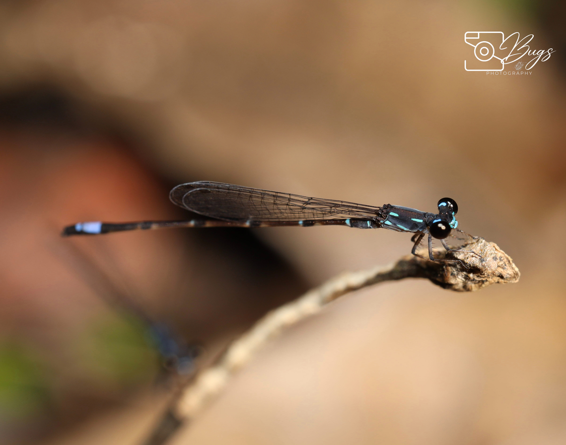 Male Threatened Damsel Species in 2020, Kuching Mortonagrion indraneil Mortonagrion indraneil