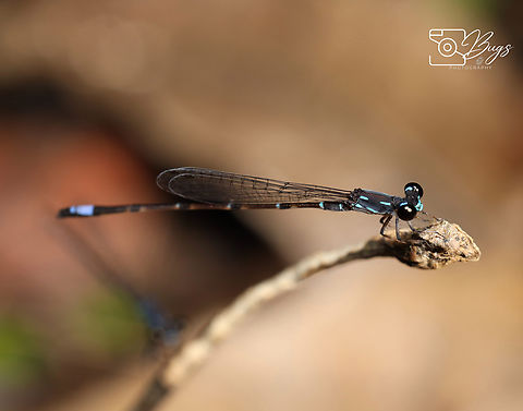 Male Threatened Damsel Species in 2020, Kuching Mortonagrion indraneil Mortonagrion indraneil