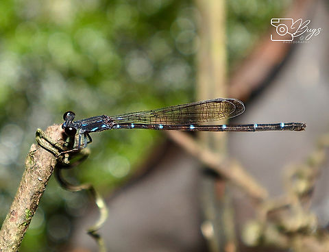 Female Threatened Damsel Species in 2020, Kuching Mortonagrion indraneil Mortonagrion indraneil