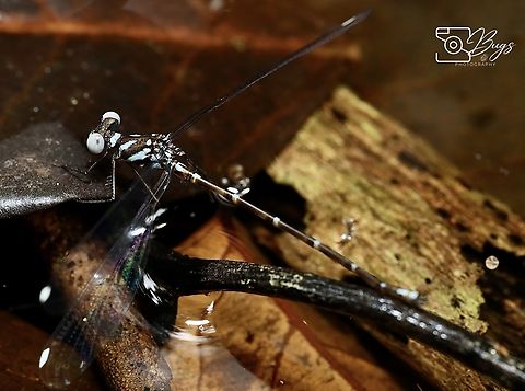 Blue-spotted Flatwing Damsel, Kuching Podolestes orientalis Blue-spotted Flatwing,Podolestes orientalis
