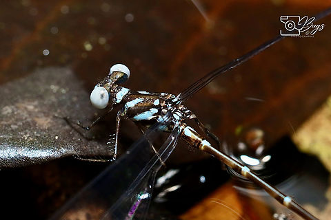 Blue-spotted Flatwing Damsel, Kuching Podolestes orientalis Blue-spotted Flatwing,Podolestes orientalis