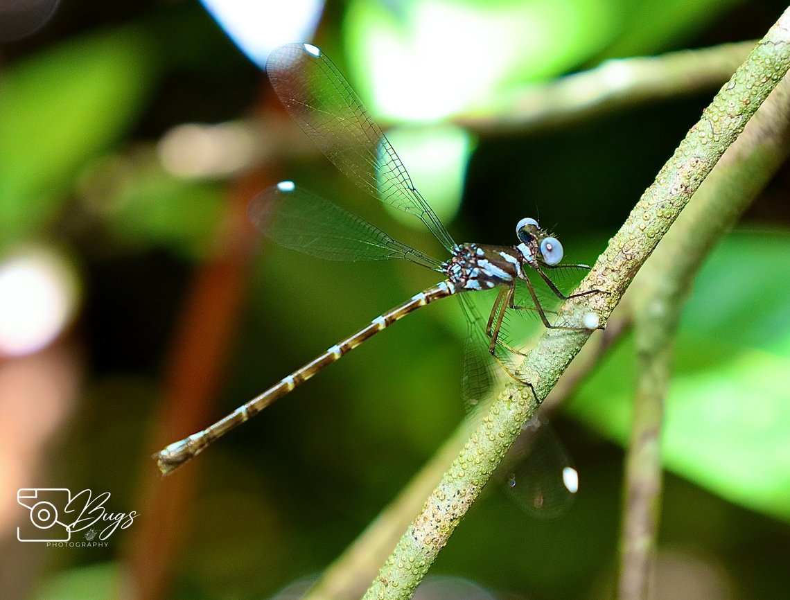 Blue-spotted Flatwing Damsel, Kuching Podolestes orientalis Blue-spotted Flatwing,Podolestes orientalis