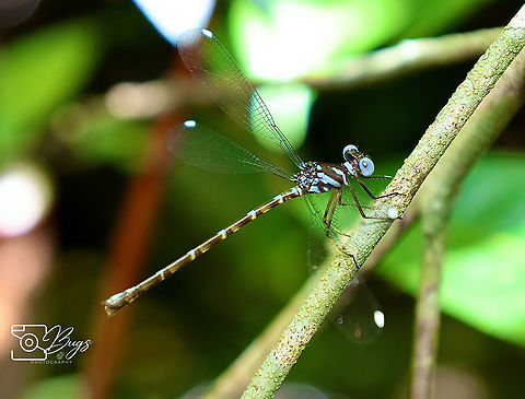 Blue-spotted Flatwing Damsel, Kuching Podolestes orientalis Blue-spotted Flatwing,Podolestes orientalis