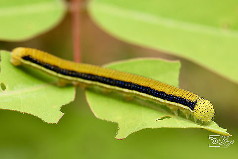 Caterpillar of Lemon Migrant, Kuching Catopsilia pomona Catopsilia pomona,Lemon Migrant