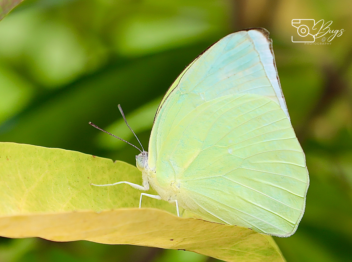 Lemon Migrant Butterfly, Kuching Catopsilia pomona Catopsilia pomona,Lemon Migrant