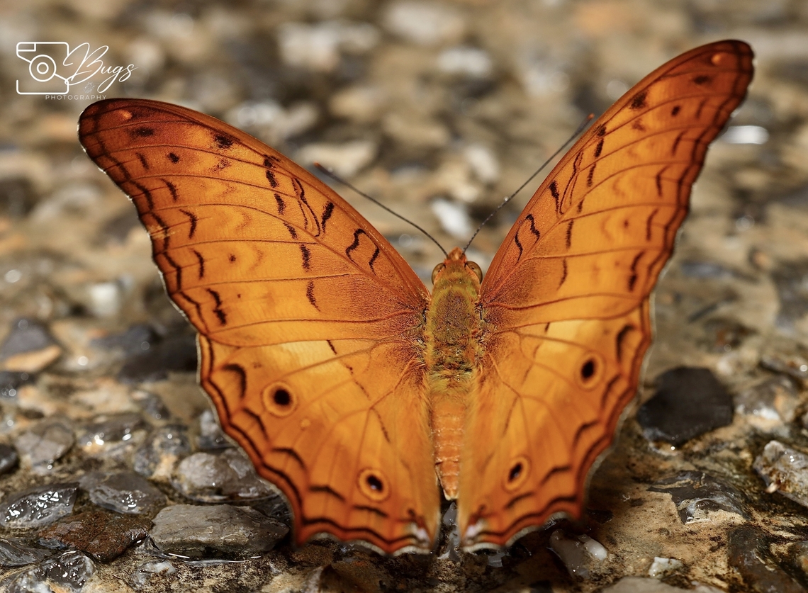 Malay Cruiser Butterfly, Kuching Vindula dejone Malay cruiser,Vindula dejone