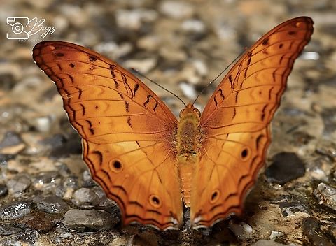 Malay Cruiser Butterfly, Kuching Vindula dejone Malay cruiser,Vindula dejone
