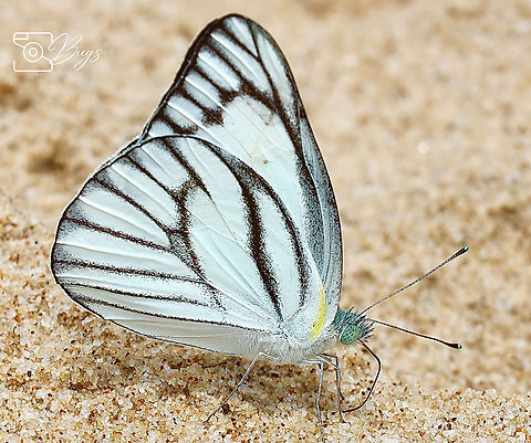 Eastern Striped Albatross Butterfly, Kuching Appias libythea Appias libythea,Striped albatross