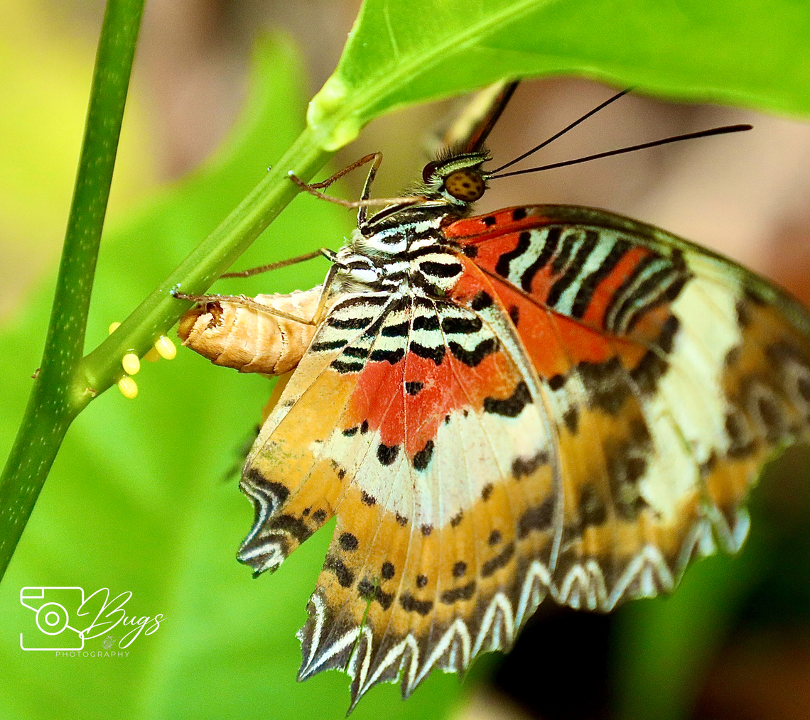 Female of Malayan Lacewing Butterfly, Kuching Cethosia hypsea<br />
Egg laying Process Cethosia hypsea,Malay Lacewing