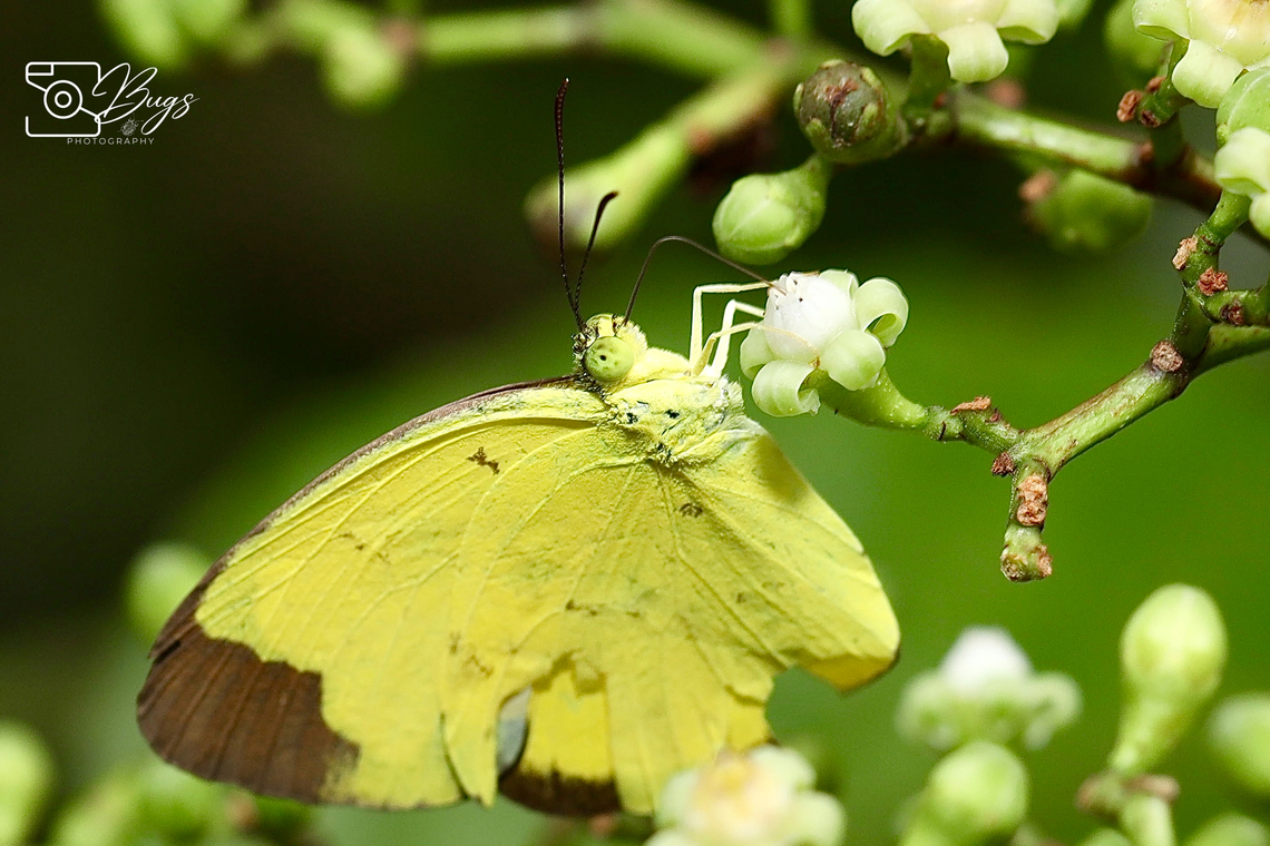 Chocolate Grass Yellow Butterfly, Kuching Eurema sari Chocolate grass yellow,Eurema sari