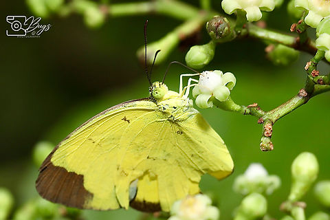Chocolate Grass Yellow Butterfly, Kuching Eurema sari Chocolate grass yellow,Eurema sari